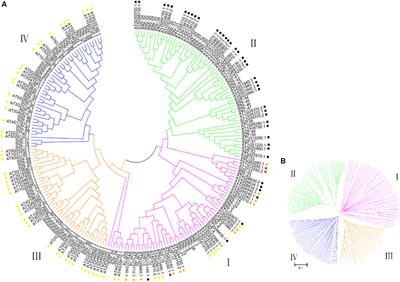 Genome-Wide Analyses of the Genetic Screening of C2H2-Type Zinc Finger Transcription Factors and Abiotic and Biotic Stress Responses in Tomato (Solanum lycopersicum) Based on RNA-Seq Data